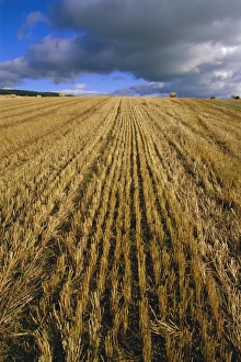Hay Bale Prints: Hay bales near Contin