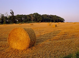 Meadow Prints: Hay bales, Suffolk, England, UK, Europe