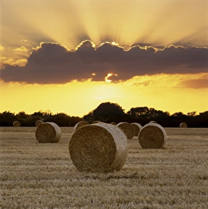 Hay Bale Prints: Hay bales at sunset, East Sussex, England, United Kingdom, Europe