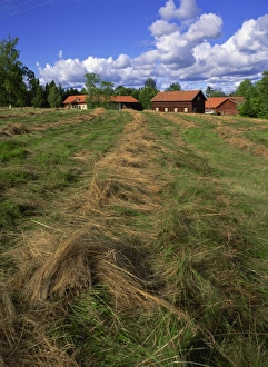 Varmland Prints: Hay drying and farm buildings in background, Ramens Herrgard, Eastern Varmland