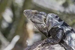Reptilia Prints: Head detail of an adult male spiny-tailed iguana (Ctenosaura conspicuosa)