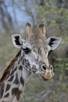 Head of female Masai giraffe (Giraffa camelopardalis tippelskirchi), Masai Mara National Reserve