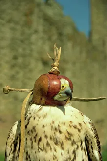 Images Dated 28th November 2007: Head of hooded Saker falcon, Ludlow Castle, Shropshire, England, United Kingdom, Europe