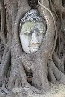 Sandstone Gallery: The head of the Sandstone Buddha image under a Bodhi tree, Wat Mahatat, Ayutthaya