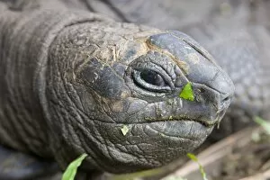 Head of Seychelles giant tortoise (Geochelone gigantea) at the Jardin du Roi spice garden near Anse Royale