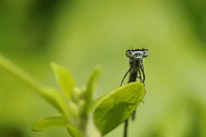 Invertebrates Prints: Head on view of a male Azure Damselfly (Coenagrion puella) casting shadow on a leaf