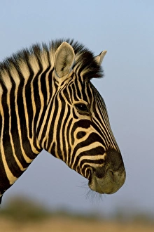Head of a zebra