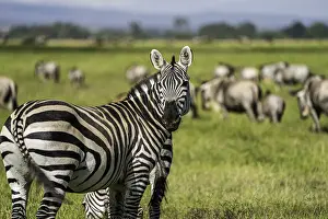 Zebra Prints: A heard of Zebra (Equus quagga), Amboseli National Park, Kenya, East Africa, Africa