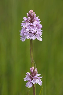 Mull Prints: Heath spotted orchid (Dactylorhiza maculata)