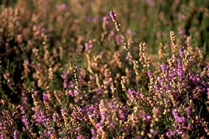 Heather Prints: Heather (Calluna vulgaris) on slope of Yorkshire Dales National Park, Yorkshire