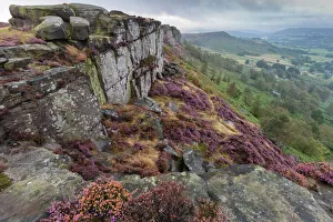 Purple Prints: Heather on Curbar Edge at dawn