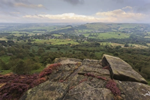 Heather on Curbar Edge at dawn, with view towards Curbar and Calver, late summer, Peak District, Derbyshire, England, United Kingdom, Europe