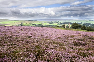 British Isles Prints: Heather Moorland and Yorkes Folly near Pateley Bridge