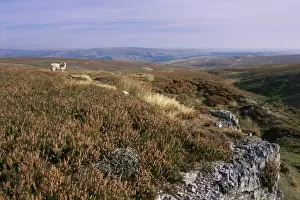 Heather Prints: Heather moors, grouse habitat, Yorkshire Dales National Park, Yorkshire