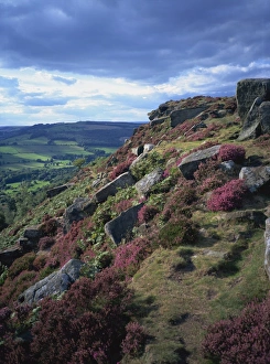 Heather and rocky terrain, Froggatt Edge, Derbyshire, England, United Kingdom, Europe