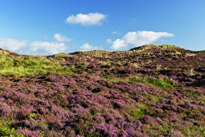 Heather Prints: Heather and sand dunes, Kampen, Sylt, Schleswig Holstein, Germany, Europe