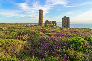 Heather and Wheal Coates, UNESCO World Heritage Site, Cornwall, England, United Kingdom, Europe
