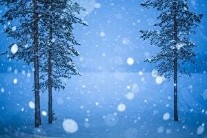 Christmas Wall Art & Decor: Heavy snow in Lapland, Pallas-Yllastunturi National Park, Lapland, Finland, Europe