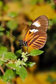 Butter Fly Prints: Hecales longwing butterfly (Heliconius hecale), widespread across South America