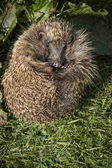 Spines Prints: Hedgehog (Erinaceinae), Devon, England, United Kingdom, Europe
