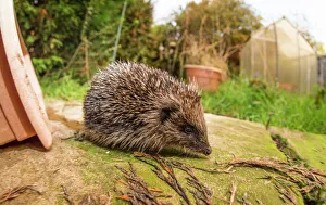 Wild Animals Prints: Hedgehog (Erinaceinae), Durham, England, United Kingom, Europe