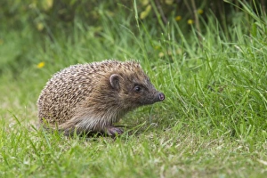 Snout Prints: Hedgehog (Erinaceus europaeus), captive, United Kingdom, Europe