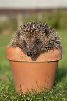 Posed Prints: Hedgehog (Erinaceus europaeus), in plant pot, captive, United Kingdom, Europe