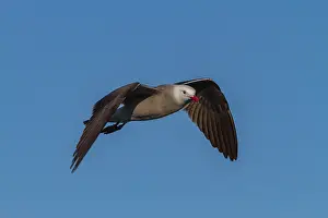 Beak Prints: Heermanns gull flying over the Gulf of California near Isla Rasa in Mexico during daytime