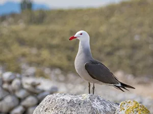 Feathered Prints: Heermann's gull (Larus heermanni)