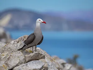 Gull Prints: Heermann's gull (Larus heermanni)