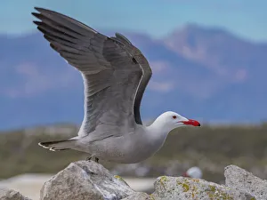 Feathered Prints: Heermann's gull (Larus heermanni)