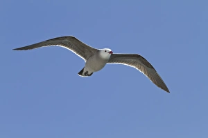 Gull Prints: Heermanns gull (Larus heermanni)