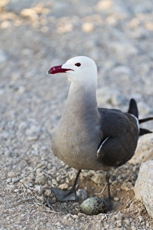 Gull Prints: Heermanns gull (Larus heermanni) adult with egg