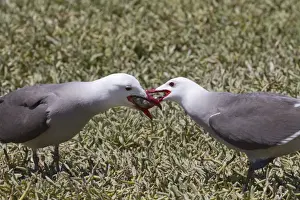 Gull Prints: Heermanns gull (Larus heermanni) male feeding female