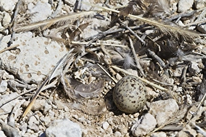 Gull Prints: Heermanns gull (Larus heermanni) nest with egg