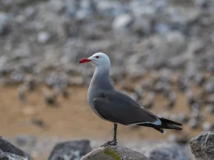 Albatross Prints: Heermann's gulls (Larus heermanni)