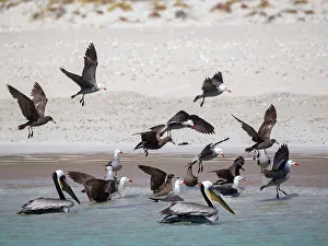 Gather Prints: Heermann's gulls (Larus heermanni)
