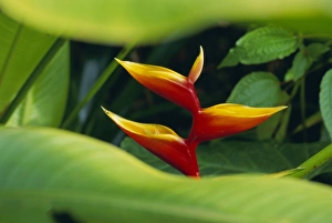 Heliconia Prints: Heliconia flower (bird of paradise), tropical rainforest, Dominica, Caribbean