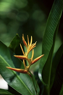 Heliconia Prints: Heliconia flower, St