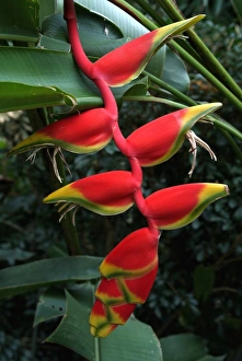 Flowering Prints: Heliconia flowering plant, Jamaica, West Indies, Caribbean, Central America