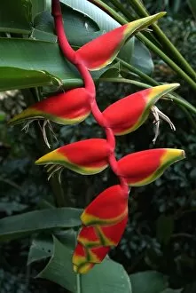 Heliconia flowering plant, Jamaica, West Indies, Caribbean, Central America