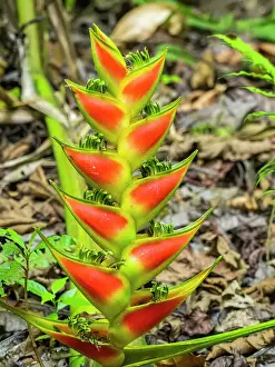 Heliconia Prints: A Heliconia (Heliconia wagneriana) just starting to flower in Rio Seco