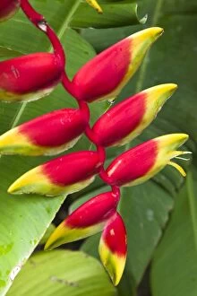 Heliconia pendula, a flowing plant native to tropical areas, St. Lucia