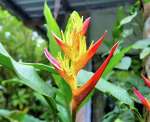 Gardening Prints: Heliconia Psittacorum flowers, a herb plant common in South America and the Caribbean