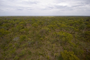 Images Dated 15th July 2007: Helicopter flight over Busanga Plains, Kafue National Park, Zambia, Africa