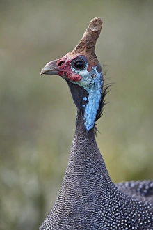 Helmeted Guinea fowl (Numida meleagris), Ngorongoro Crater, Tanzania, East Africa, Africa