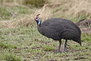 Images Dated 12th October 2007: Helmeted guineafowl (Numida meleagris), Masai Mara National Reserve, Kenya