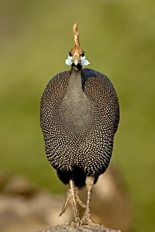 Images Dated 27th September 2007: Helmeted guineafowl (Numida meleagris), Samburu National Reserve, Kenya