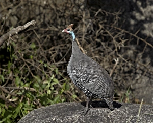 Helmeted guineafowl (Numida meleagris), Serengeti National Park, Tanzania, East Africa, Africa