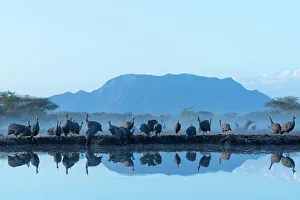 Drinking Prints: Helmeted guineafowl (Numida meleagris) at water, Shompole, Kenya, East Africa, Africa